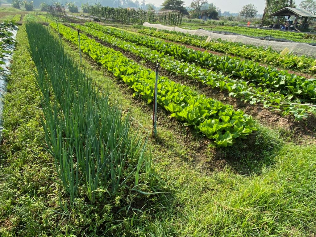 附近菜園範例